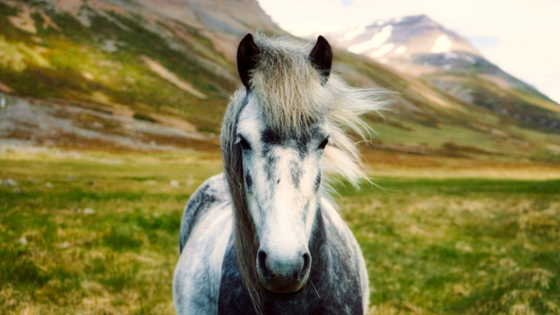 Icelandic Horse